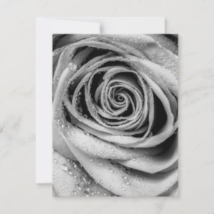 Rose Petals 5 Note Card