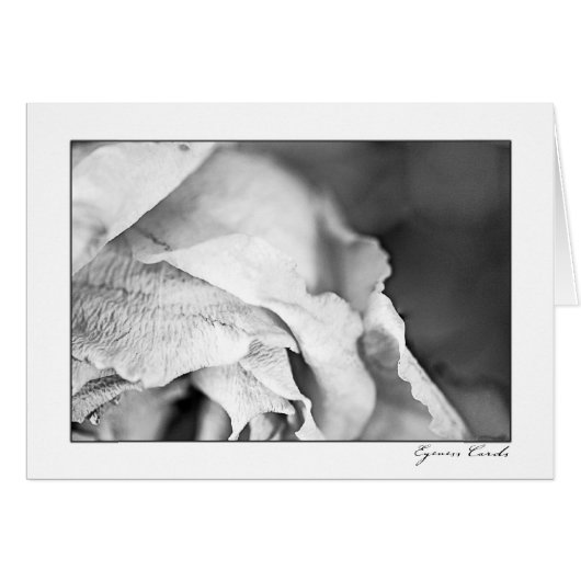 Rose Petals-Black and White Cards (Front Horizontal)