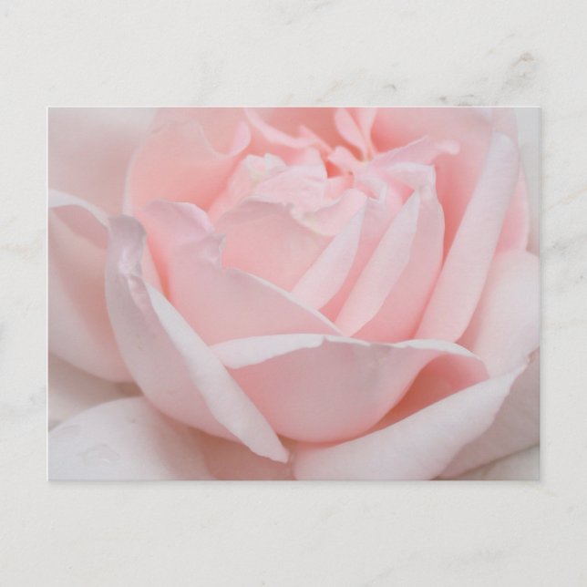 Rose Petals Postcard (Front)