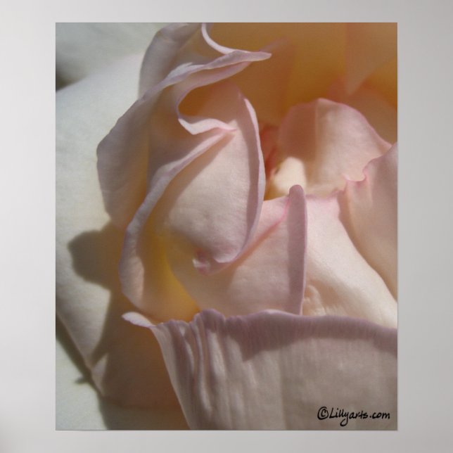 Rose Petals Poster Print (Front)