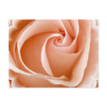 Rose Photo Postcard