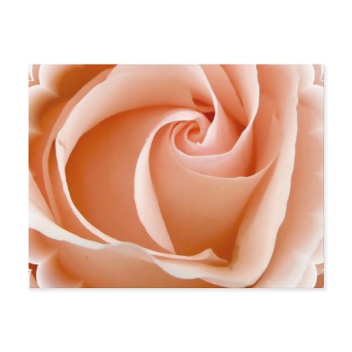 Rose Photo Postcard