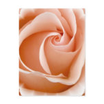 Rose Photo Postcard