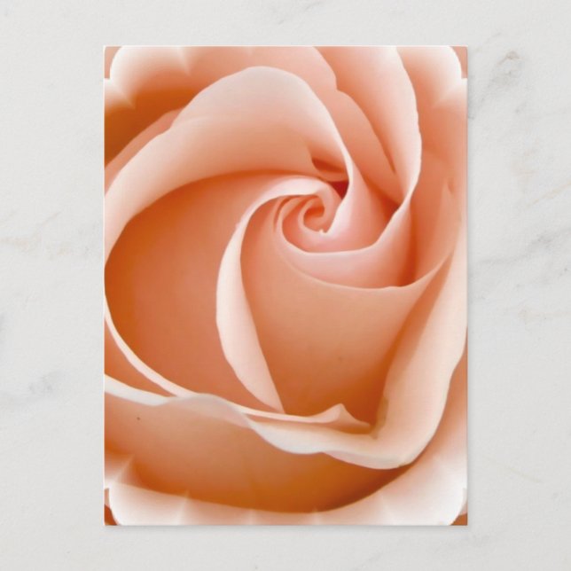 Rose Photo Postcard (Front)