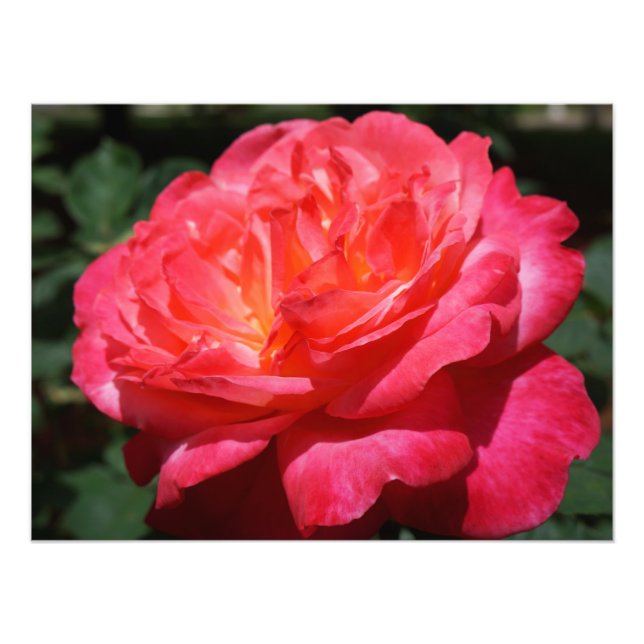 Rose Photography Big Pink Red Rose Floral Photo Print (Front)