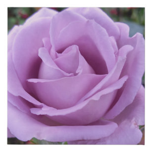 Rose Photography Faux Canvas Print