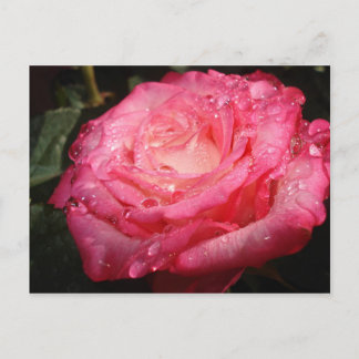 Rose pink drenched postcard