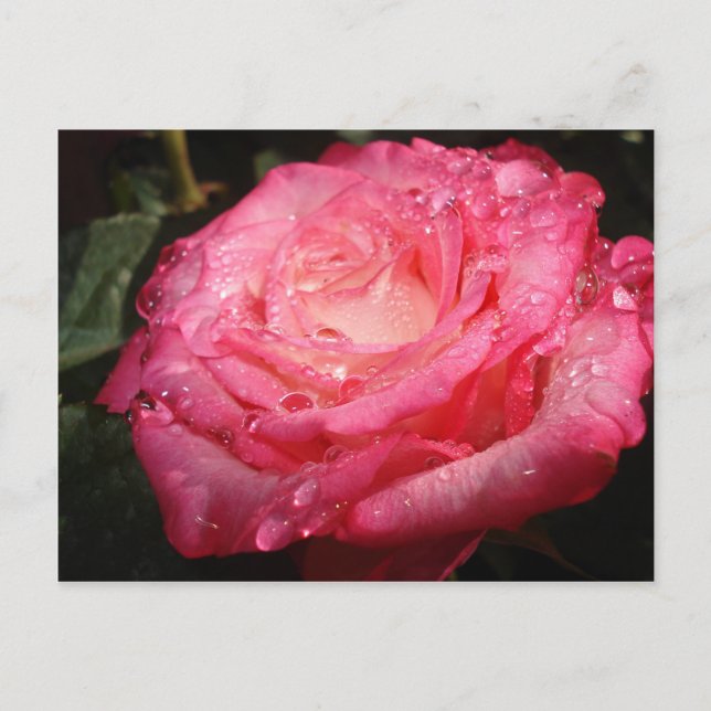 Rose pink drenched postcard (Front)