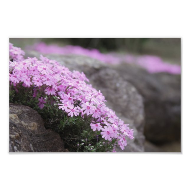 Rose Pink / Phlox Flowers Photo Print (Front)