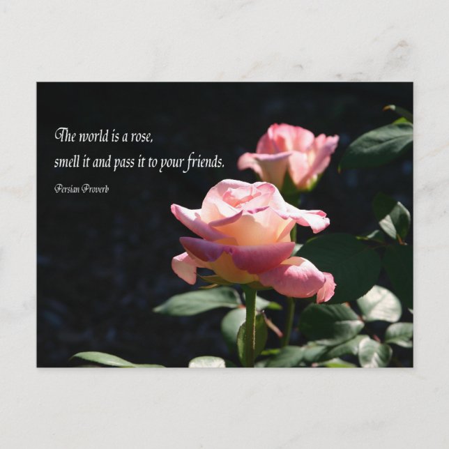rose postcard (Front)