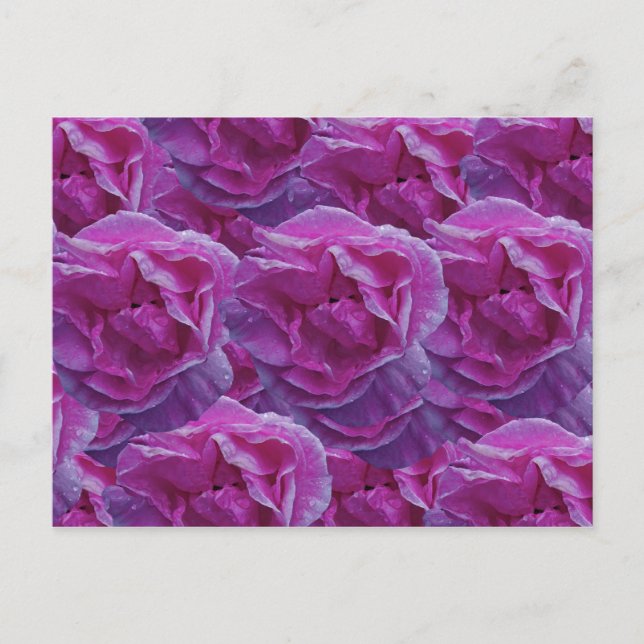 Rose Postcard (Front)