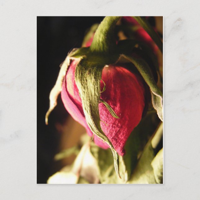 rose postcard (Front)