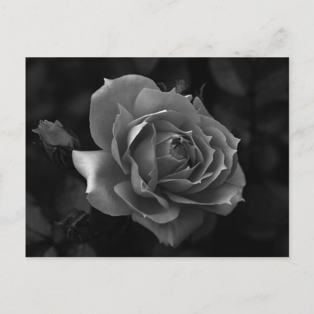 Rose Postcard (Front)
