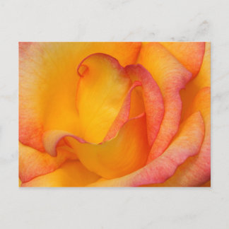 Rose Postcard