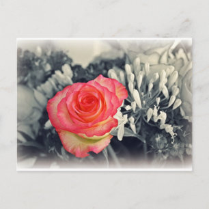 Rose Postcard