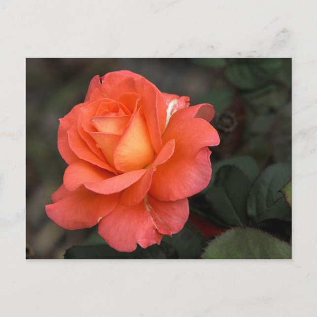 Rose Postcard (Front)