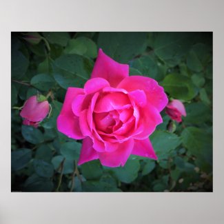 Rose, Poster
