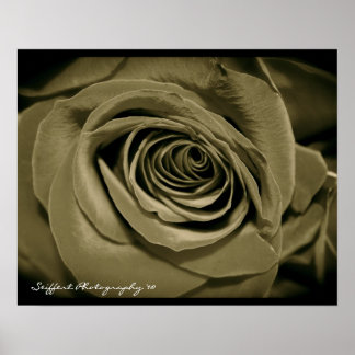 rose poster