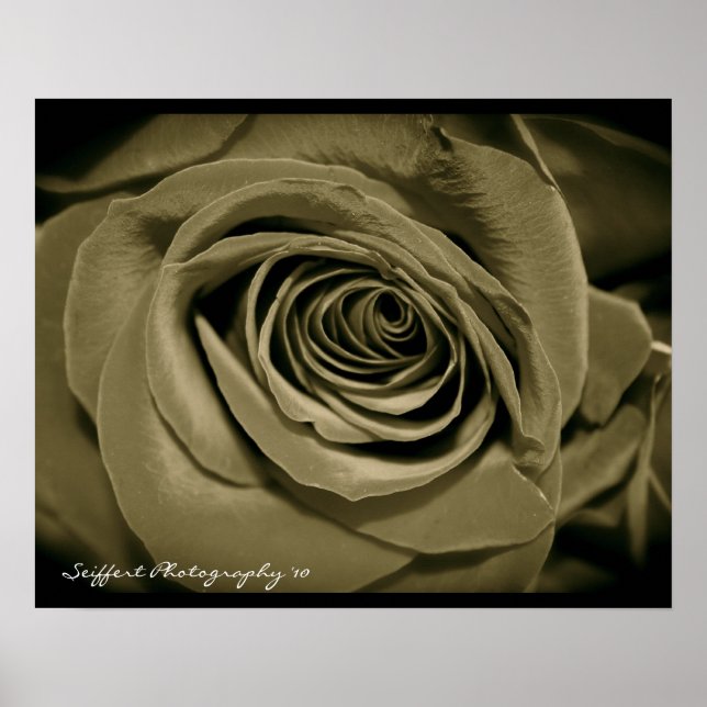 rose poster (Front)