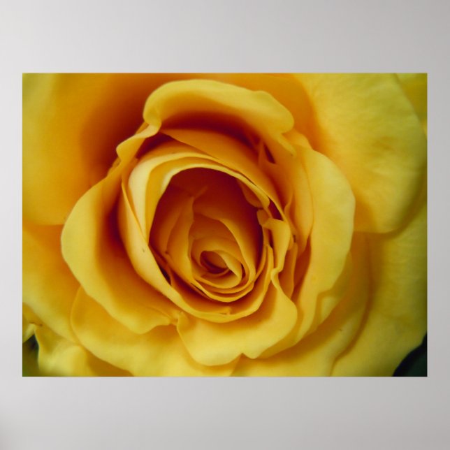 Rose Poster (Front)