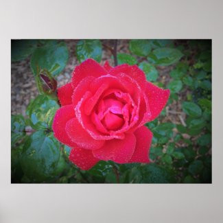 Rose,  poster