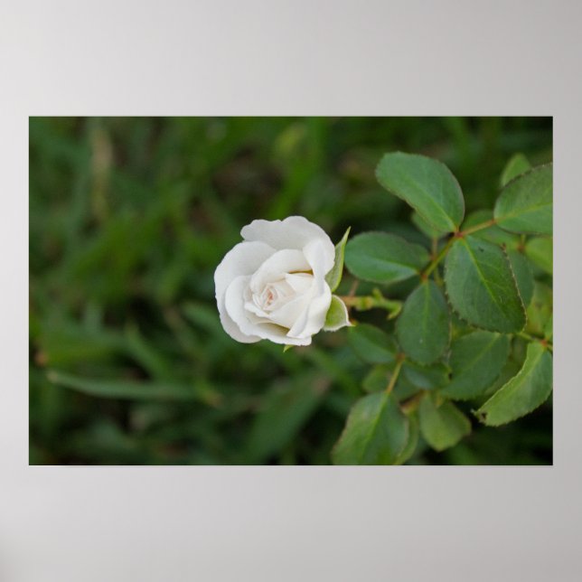 Rose Poster (Front)