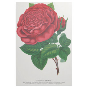 Rose Print Rochester Lithographing and Printing Co