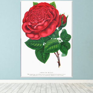Rose Print Rochester Lithographing and Printing Co