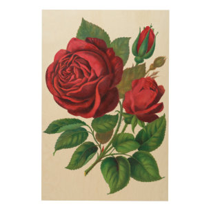 Rose Print Rochester Lithographing and Printing Co