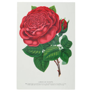 Rose Print Rochester Lithographing and Printing Co