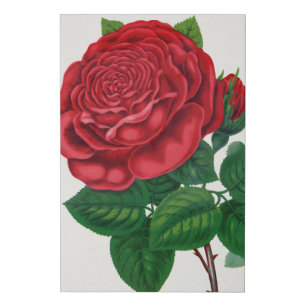 Rose Print Rochester Lithographing and Printing Co