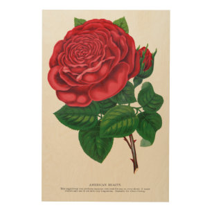 Rose Print Rochester Lithographing and Printing Co