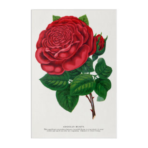 Rose Print Rochester Lithographing and Printing Co Acrylic Print