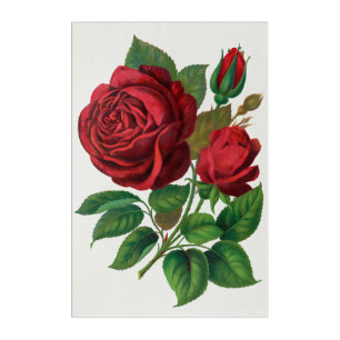Rose Print Rochester Lithographing and Printing Co Acrylic Print
