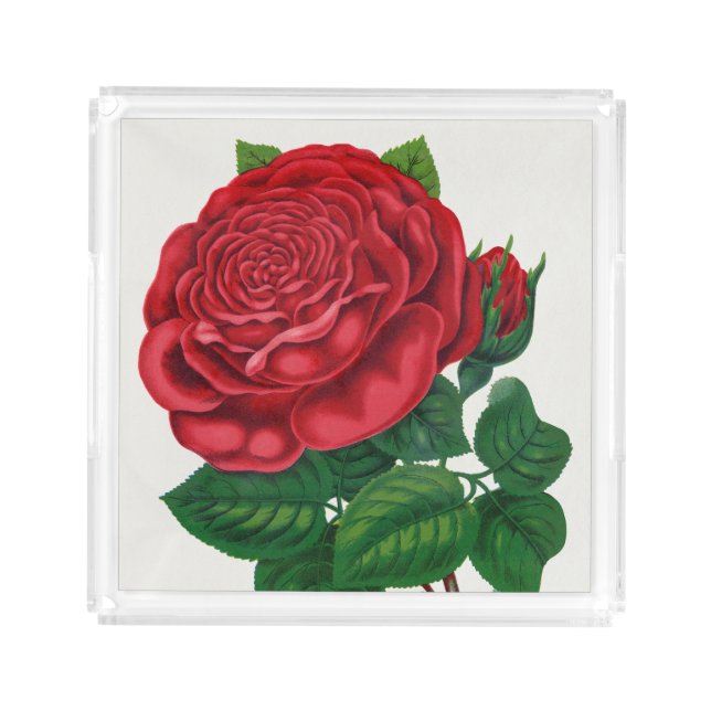 Rose Print Rochester Lithographing and Printing Co Acrylic Tray (Front)