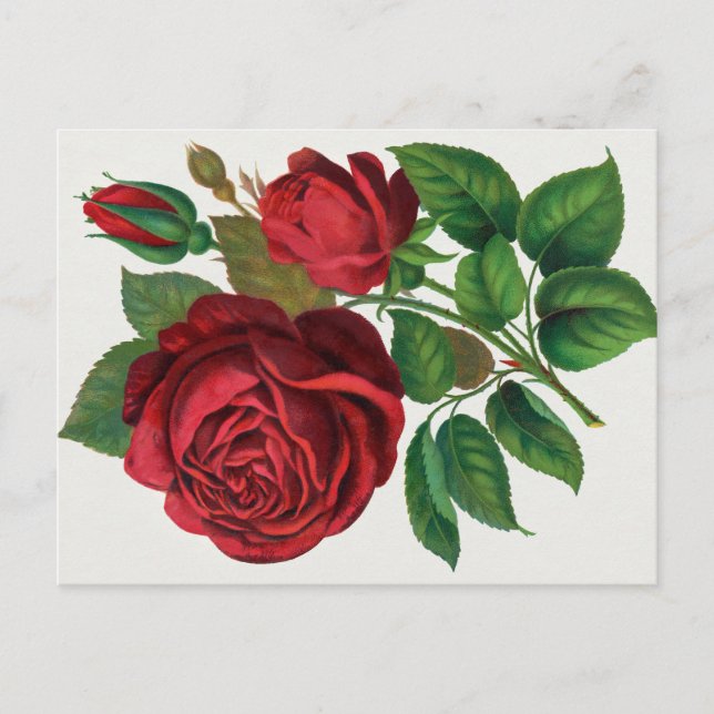 Rose Print Rochester Lithographing and Printing Co Postcard (Front)