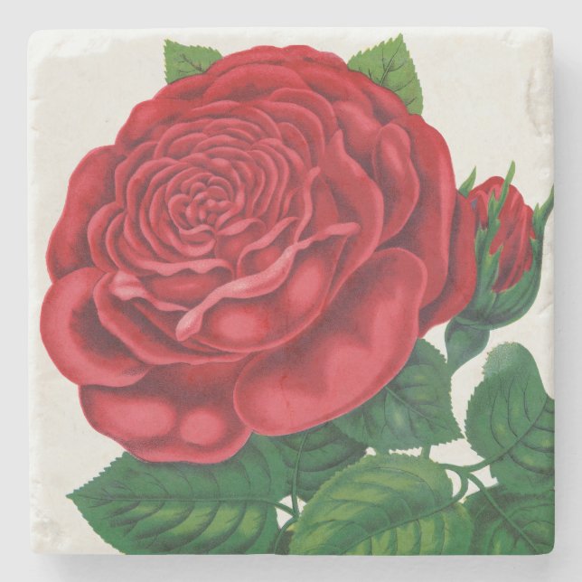 Rose Print Rochester Lithographing and Printing Co Stone Coaster (Front)