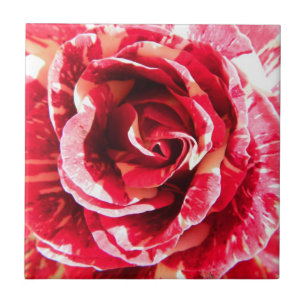 Rose red and white striped floral photography ceramic tile