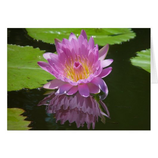 Rose Reflection (Front Horizontal)