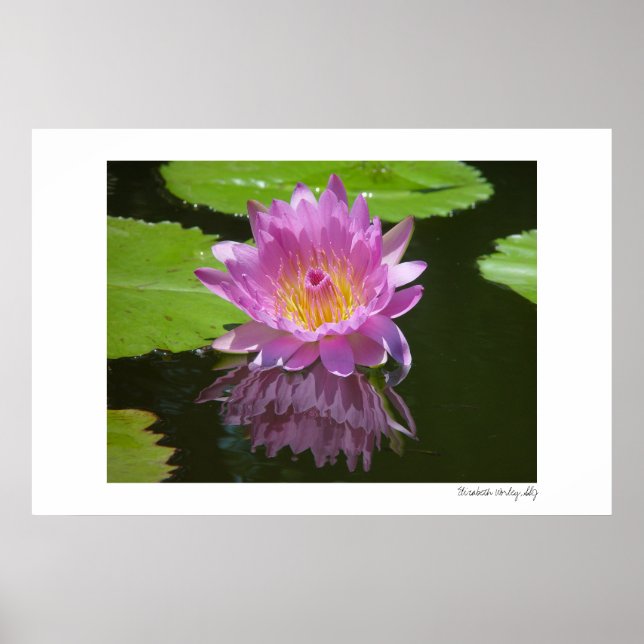 Rose Reflection Poster (Front)