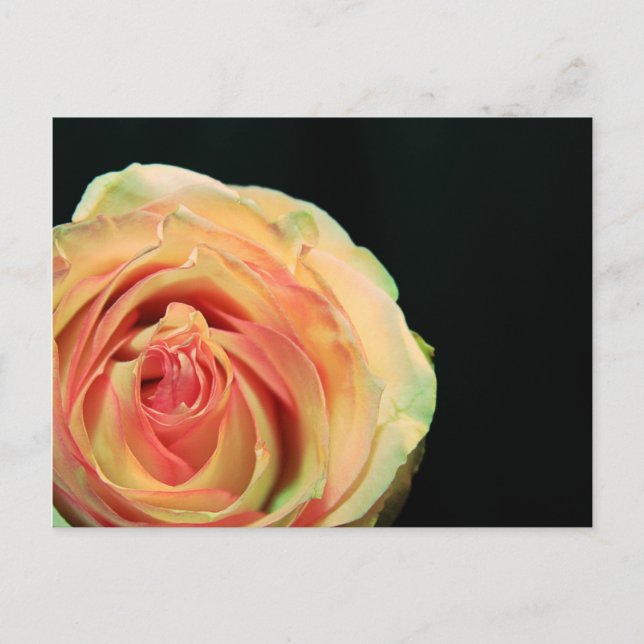 Rose Reflections Postcard (Front)