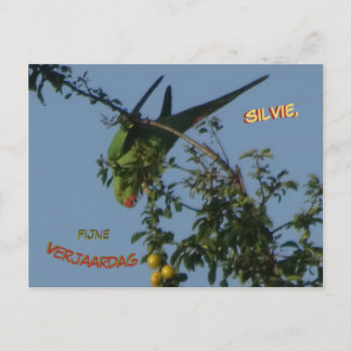 Rose-Ringed Parakeet Birthday Postcard