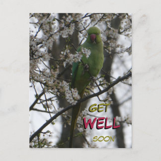 Rose-ringed Parakeet Cust. Get Well Soon Postcard