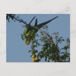Rose-Ringed Parakeet DIY Postcard