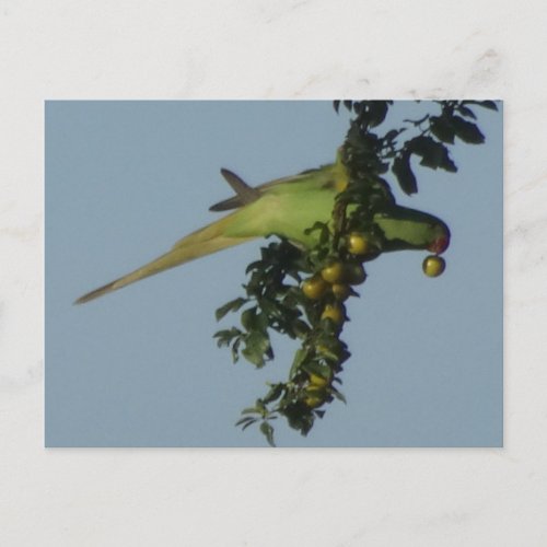 Rose_Ringed Parakeet eating Berries DIY Postcard