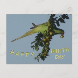 Rose-Ringed Parakeet eating Birthday Postcard