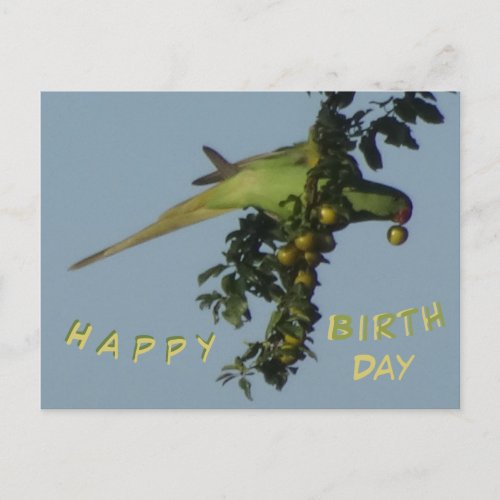Rose_Ringed Parakeet eating Birthday Postcard