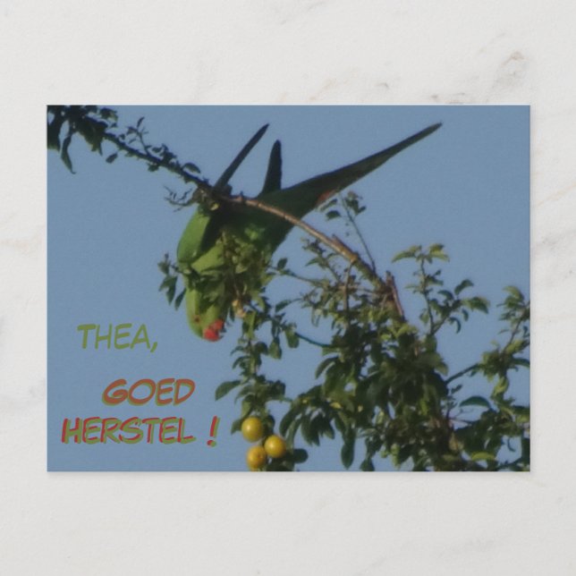 Rose-Ringed Parakeet Get Well Soon Postcard (Front)