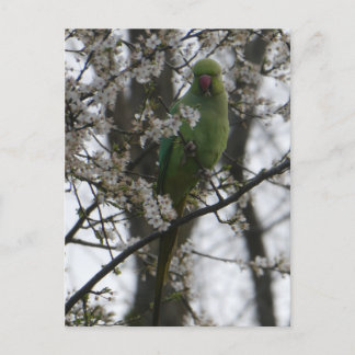 Rose-ringed Parakeet in Blossom Tree DIY Postcard