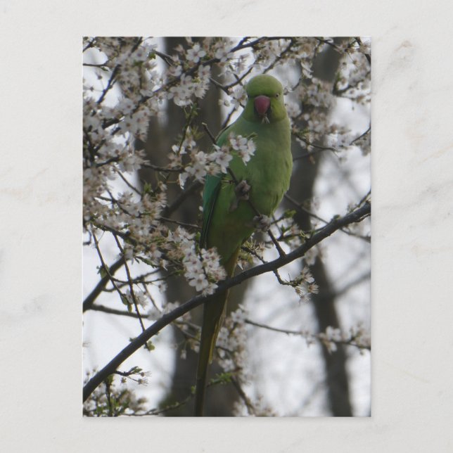 Rose-ringed Parakeet in Blossom Tree DIY Postcard (Front)